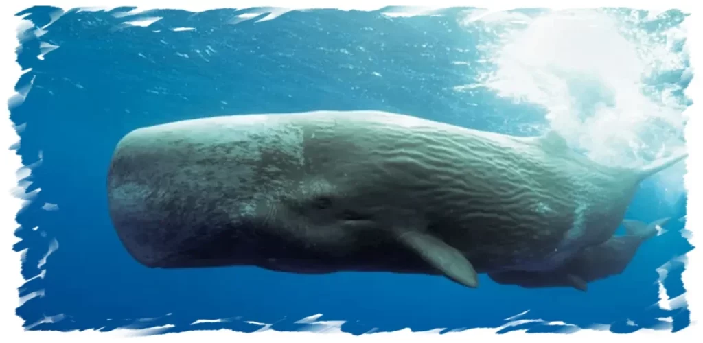 Sperm Whale underwater in Chile