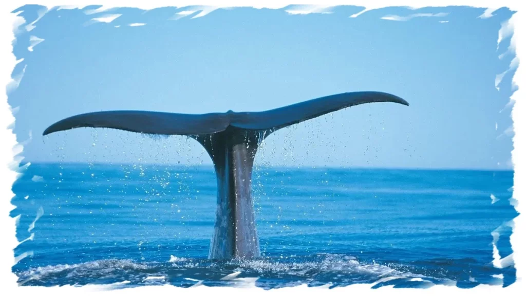 Blue Whale Tail Northern Chile, Isla Chañaral