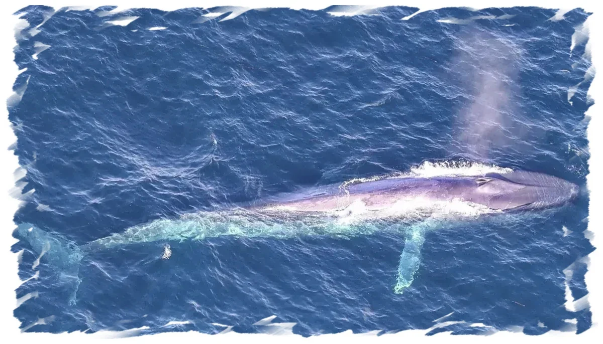 Blue Whale Breaching Chile, Chañaral de Aceituno