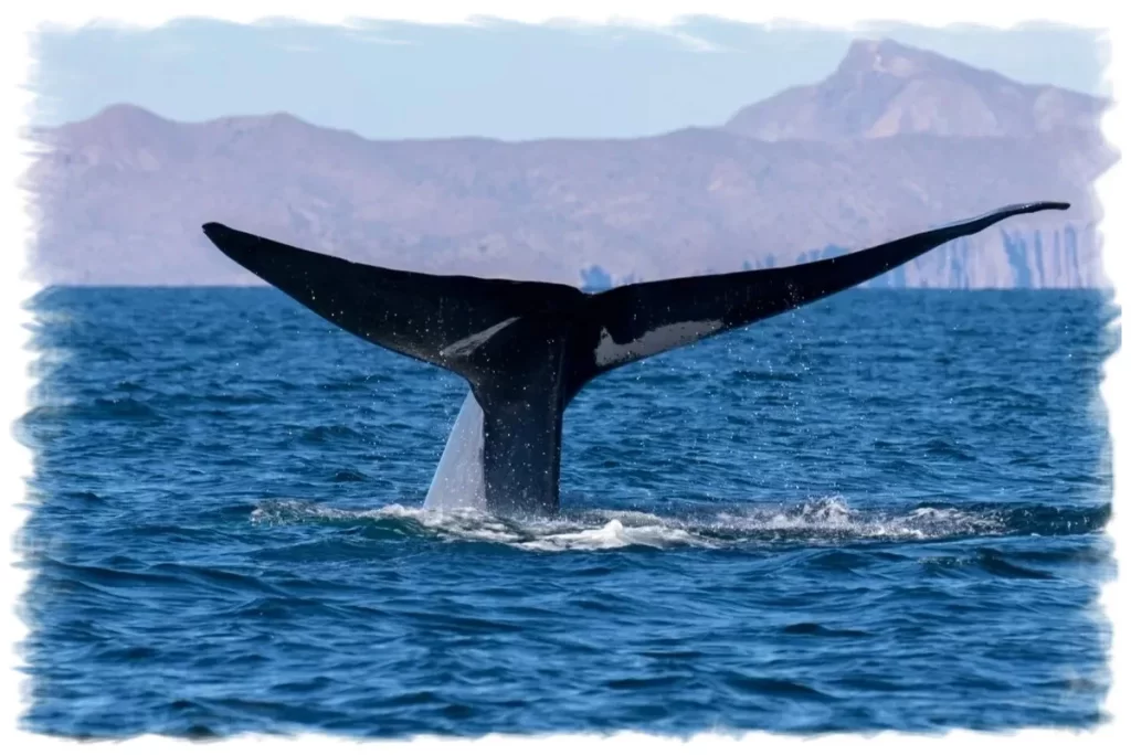 Blue Whale Tail, Whale Watching in Chile