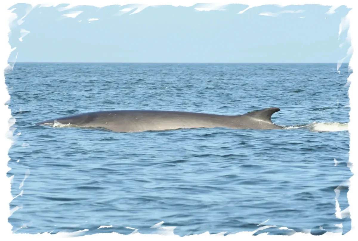 Fin Whale Breaching Chile Chañaral de Aceituno