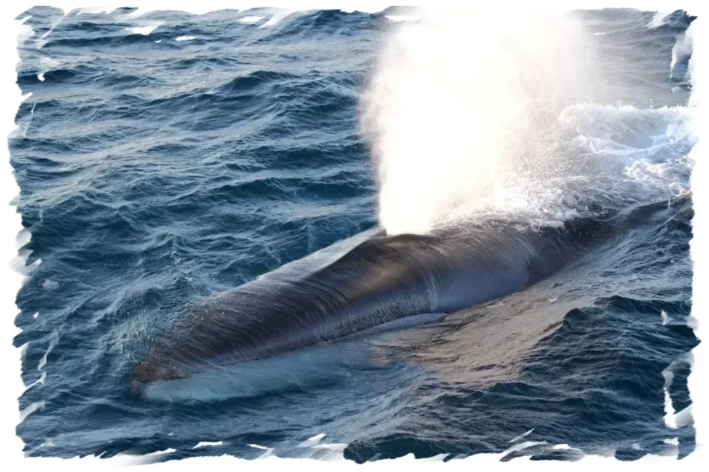 Fin Whale Plume northern Chile