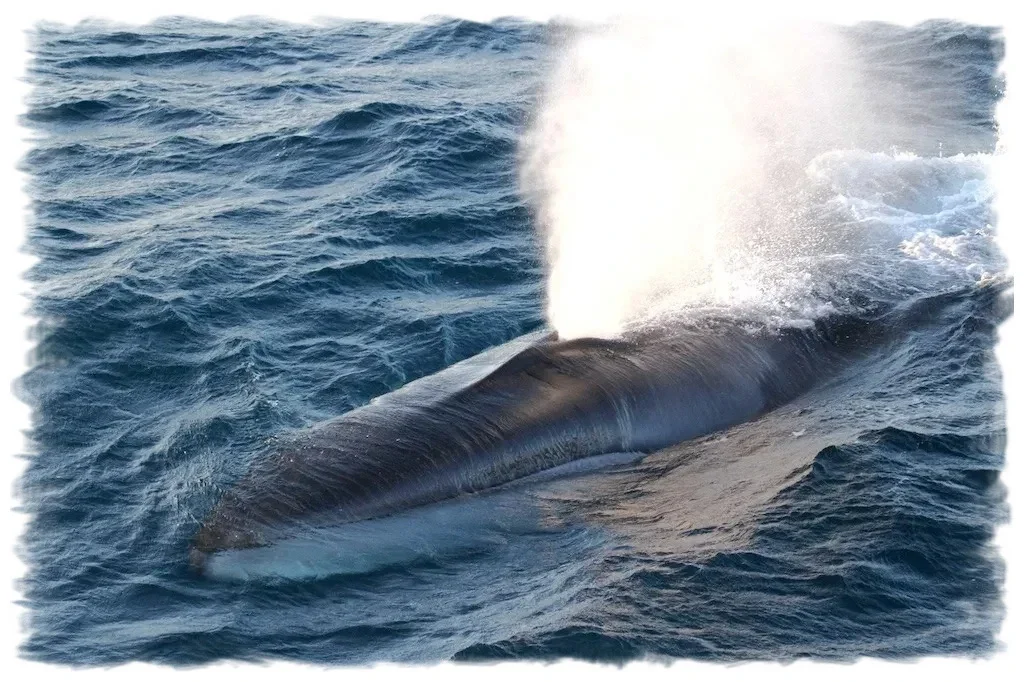 Fin Whale Breaching in Chañaral de Aceituno