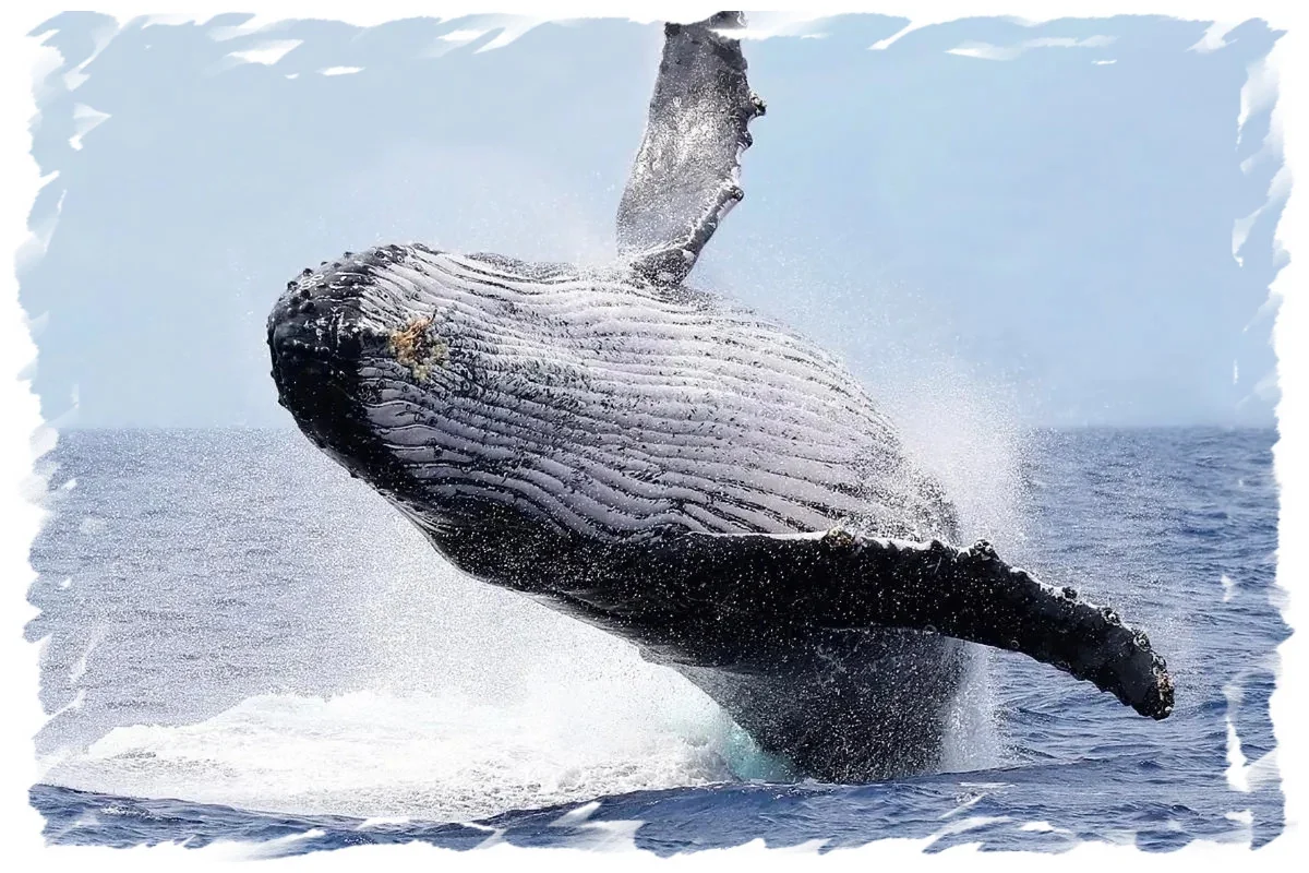 Humpback Whale Jumping in Central North Chile, Whale Watching