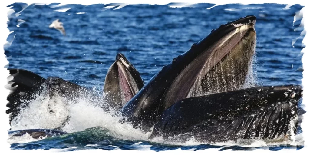 Humpback Whale Feeding in Chile, Isla Chañaral