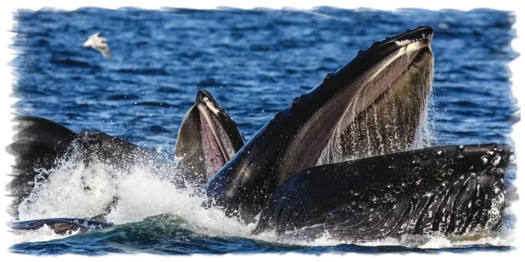 Humpback Whale Feeding in Chile, Chañaral de Aceituno