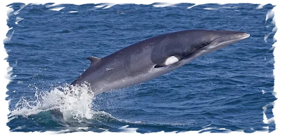 Minke Whale Jumping Chile