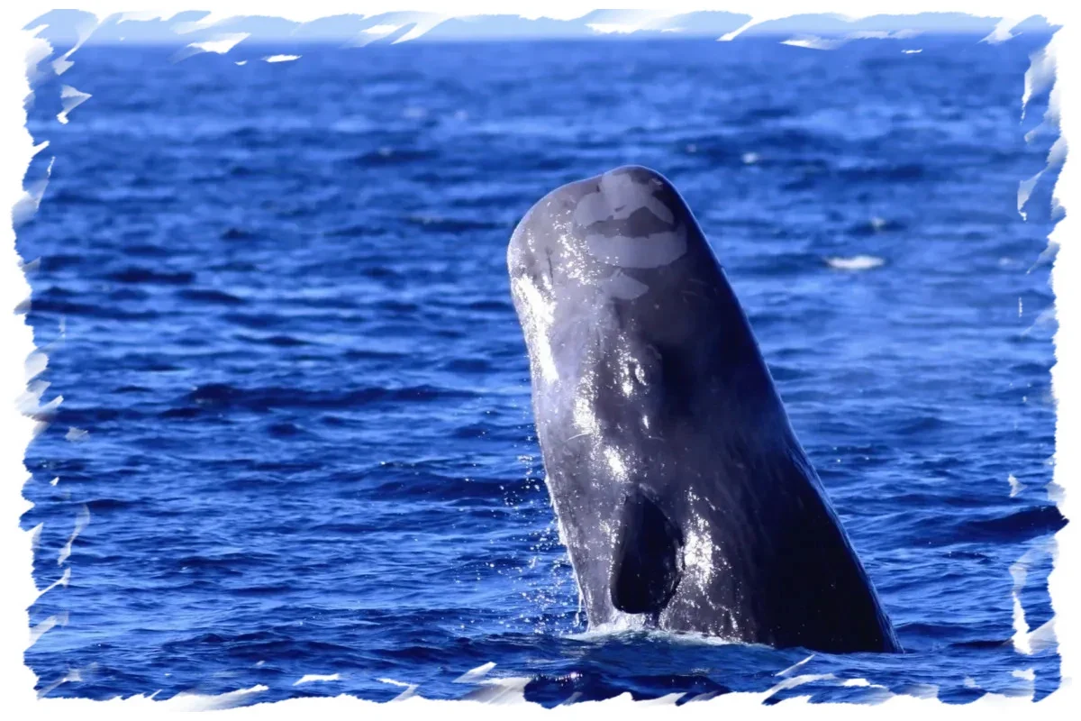 Sperm Whale Breaching in Chile