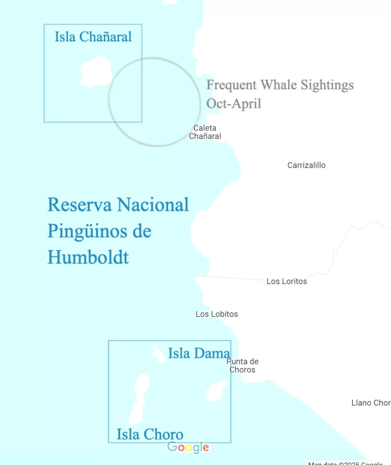 Whale Watching Area Chañaral de Aceituno / Reserva Nacional Pingüinos de Humboldt